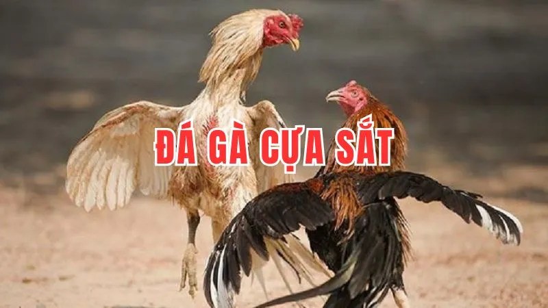 Đá gà cựa sắt tại 789Club: Cá cược đa dạng và kịch tính